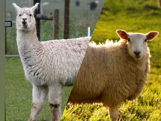 Ropa térmica sostenible: ¿Por qué elegir baby alpaca y lana merino?