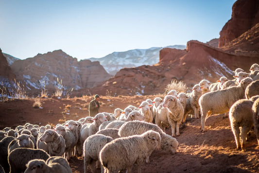 La Ciencia del Calor: Por Qué Alpaca y Merino Funcionan Mejor Juntos