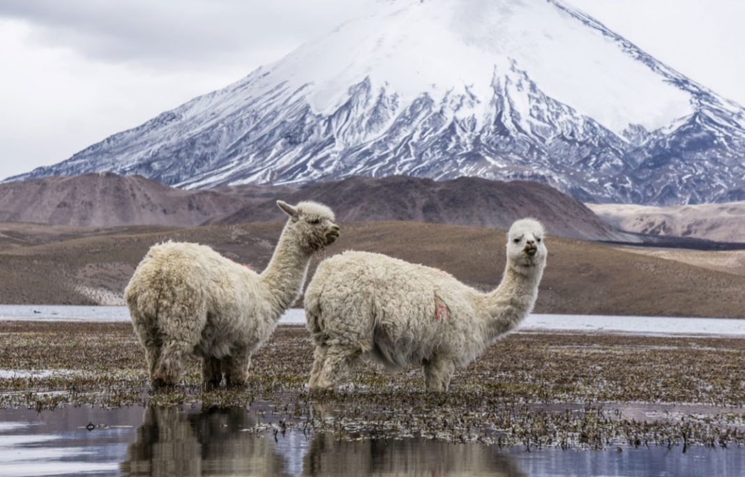 ¿POR QUÉ DEBERÍAS USAR LANA DE ALPACA? 5 BENEFICIOS