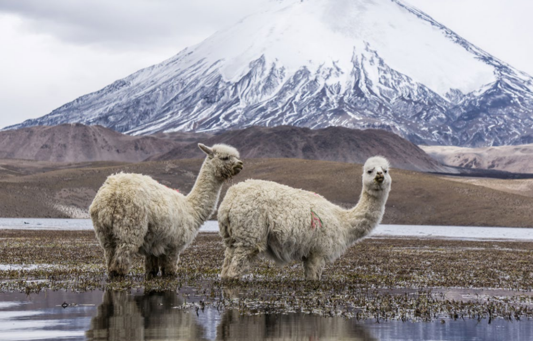¿por qué deberías usar lana de alpaca? 5 beneficios