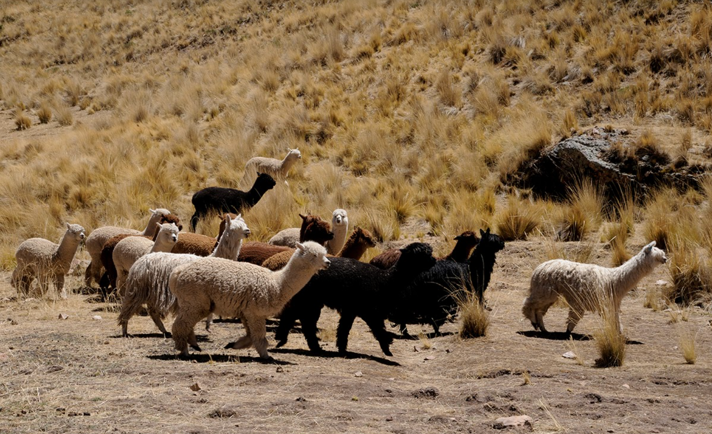 calcetines de alpaca